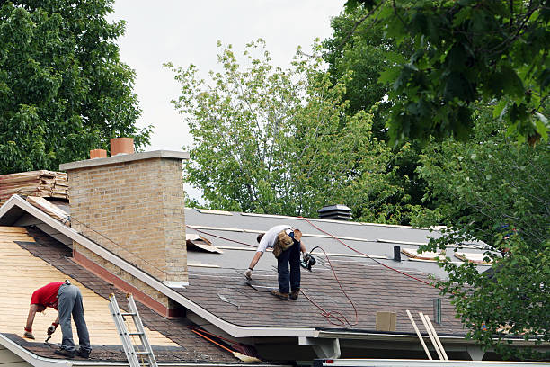 Best Roof Moss and Algae Removal  in Douglas, MI